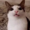 🤩