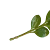 🌿
