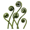 🌿