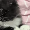 🐈‍⬛
