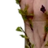 🌿