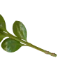 🌿