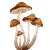 🍄