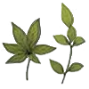 🌿