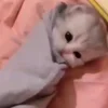 🐱