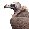 🦅