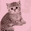 🐱