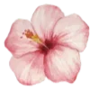 🌸