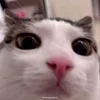 Luna — Telegram emoji pack