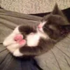 🐱