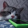 🐱