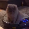 🐱