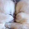 🐱