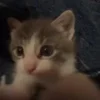 🐱