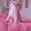 🐱