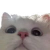 🐱