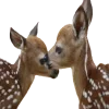 🦌
