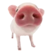 🐷