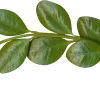🌿