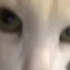 🐱
