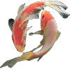 🐟
