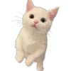 🐱