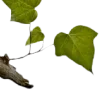 🌿