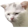 🐱