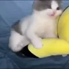 🐱