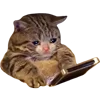 🐱