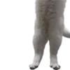 🐱