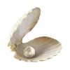 🐚