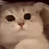 🐱