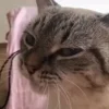 🐱