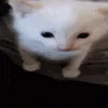 🐱