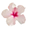 🌸