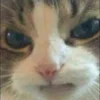 🐱