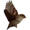 🌰