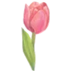 🌷