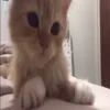 🐱