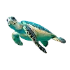 🐢