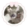 🦌