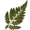 🌳