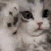 🐱
