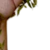🌿