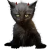 🐈‍⬛