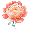 🌸