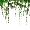 🌿