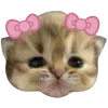 🐱