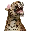 🐯